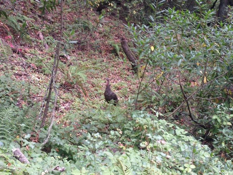 Wild Turkey.