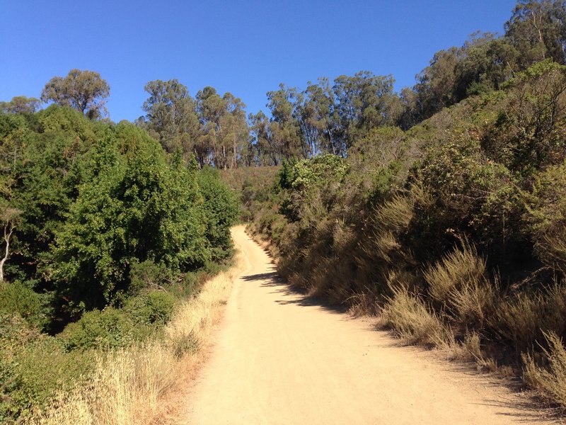 Wide dirt trail on the Bass Cove Trail.