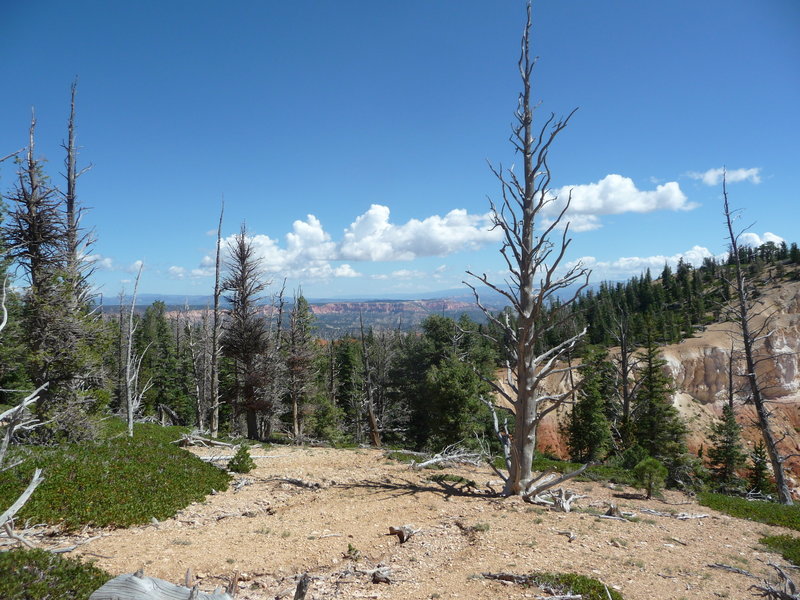 An old Bristlecone Pine on the well named Bristlecone Pine Trail.