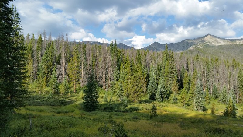 Small meadow along the trail.