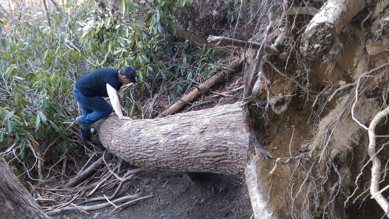 Scrambling over the downed tree after admiring the Angel Windows, headed back to the trailhead.