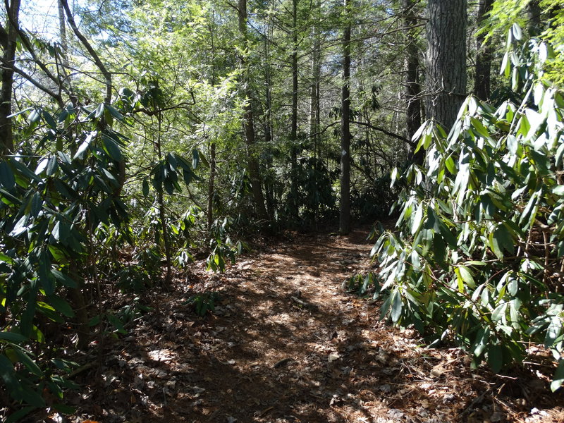 The Silvermine Arch trail, descending into the forest.