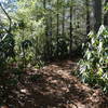 The Silvermine Arch trail, descending into the forest.