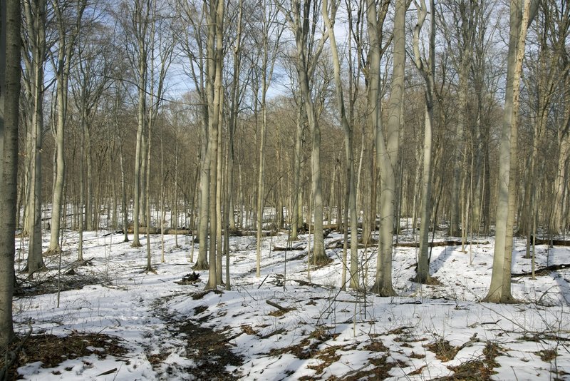 A late winter hike through the beech maple forest.