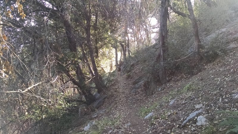 Meeting a deer along the Rim Trail.