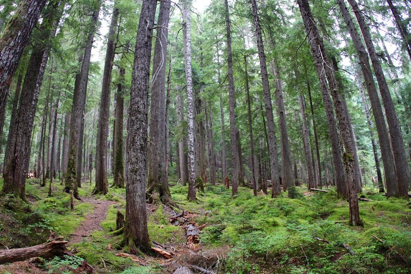 Trekking through deep forest.