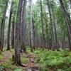 Trekking through deep forest.