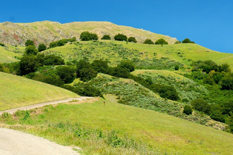 Mission Peak looks like it might have come from a Steinbeck novel when seen from the Peak Meadow Trail.