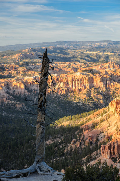 The remnants of a bristlecone pine tree at Bryce Point.