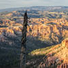 The remnants of a bristlecone pine tree at Bryce Point.