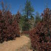 Rusty red scrub oak on the Falcon Trail.