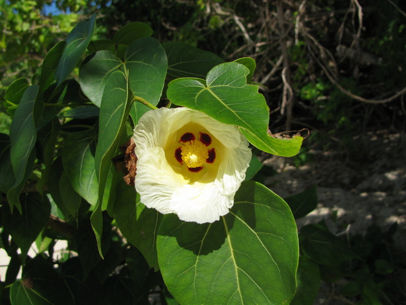 Maho flower.