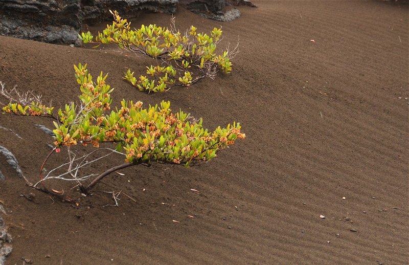 When it rains in volcanic desert ... with permission from Andrew Stehlik