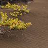 When it rains in volcanic desert ... with permission from Andrew Stehlik