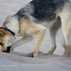 Four legged friends particularly enjoy the dunes!