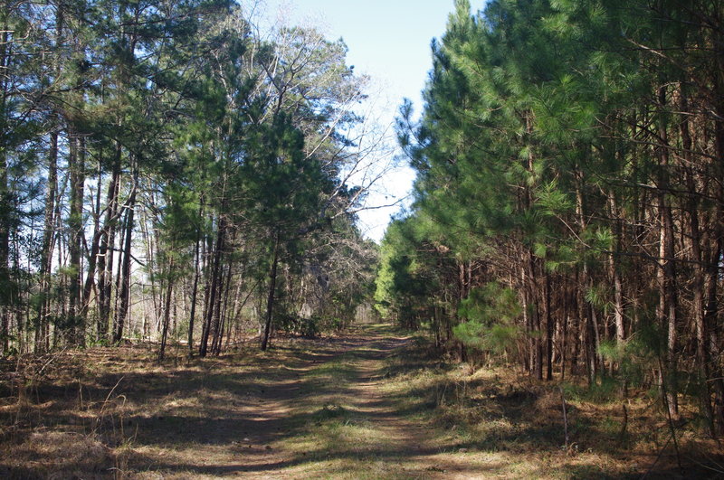 The last half of the trail on Forest Service Road.