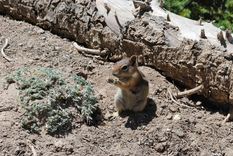 Another friendly visitor at Cedar Breaks.