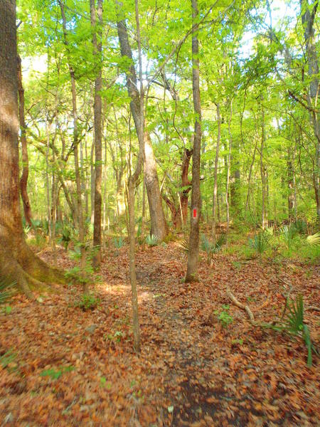 The forested section of the trail.