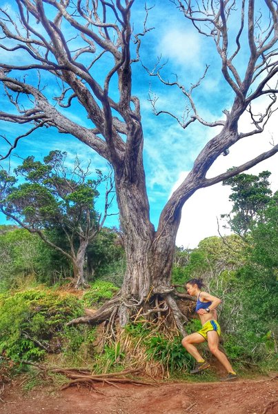 Making the turn on the Aiea Loop Trail.