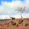 One of the last trees (actually skeleton of a tree). with permission from Andrew Stehlik