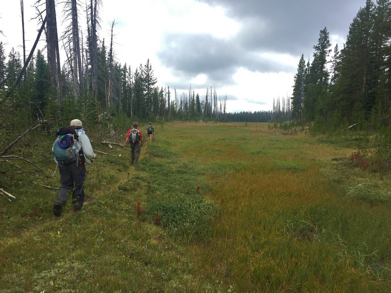 The trail passes an occasional meadow as it nears Summit Lake.