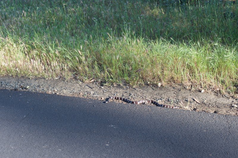 A snake suns itself along the trail, causing walkers to give it a wide berth, but otherwise, leaving people alone.