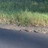 A snake suns itself along the trail, causing walkers to give it a wide berth, but otherwise, leaving people alone.