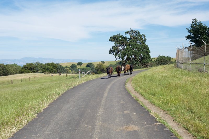 Cows feed in the fields surrounding the Stanford Dish. Occasionally, they use the trail to get from one point to another.