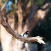 A woodpecker sits on a branch alongside the trail.  You can hear them, and catch glimpses of them, as you climb through the lower part of the trail which is more wooded due to its proximity to the creek.