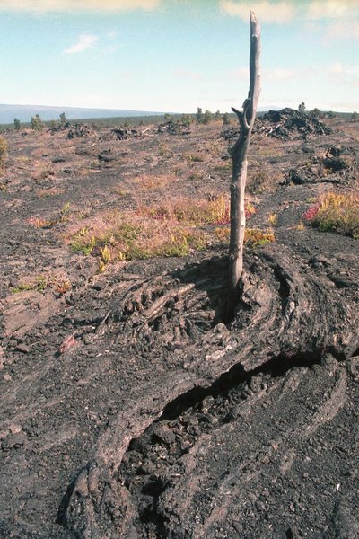 Lava flowed around a tree. with permission from Ronald Losure