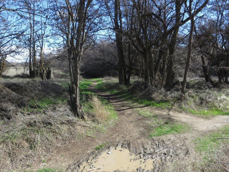 View looking east from the west end of the Red Tail Trail.