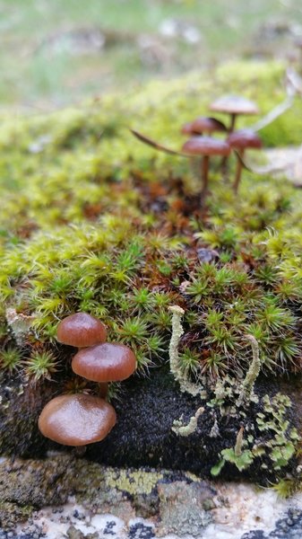 Spring toadstools.