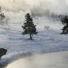 Bison in Biscuit Basin area. with permission from Richard Ryer