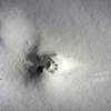 Possibly a bobcat track on Hughes Ridge