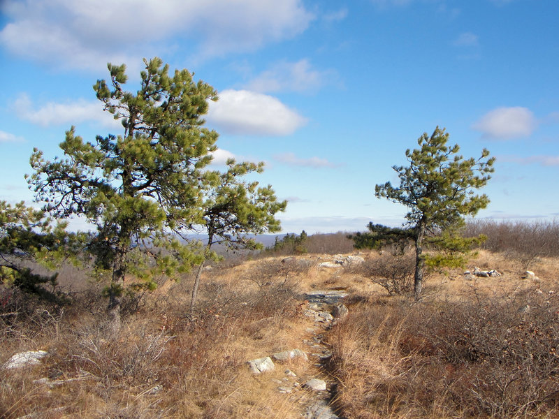 The views from near the top of Blue Mountain are spectacular!