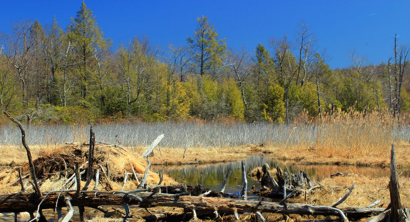 Headwater marshes are a common sight near the Woods Road Trail.