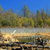 Headwater marshes are a common sight near the Woods Road Trail.