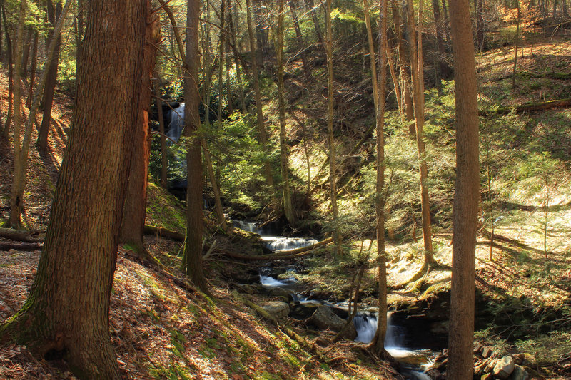 A ravine filled with hemlock trees diverges from the Silver Spray Falls Trail.