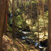 A ravine filled with hemlock trees diverges from the Silver Spray Falls Trail.