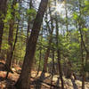 Hemlock groves scatter the Silver Spray trail.