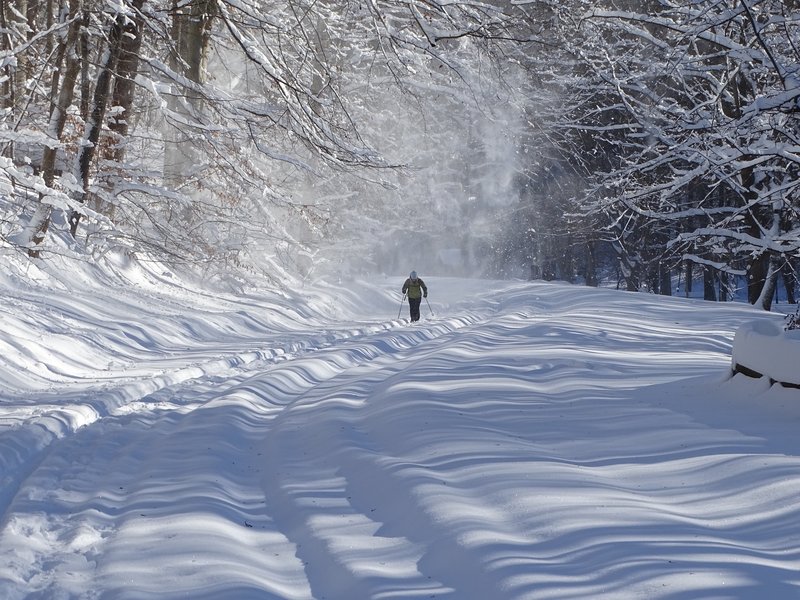 Cross-country skier in Rock Creek Park.