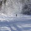 Cross-country skier in Rock Creek Park.