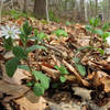 Star Chickweed.