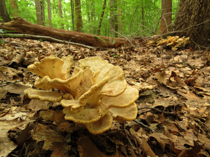 Hen of the Woods.