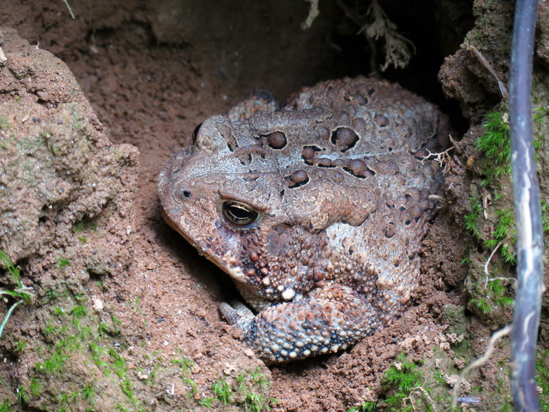 Fowler's Toad.