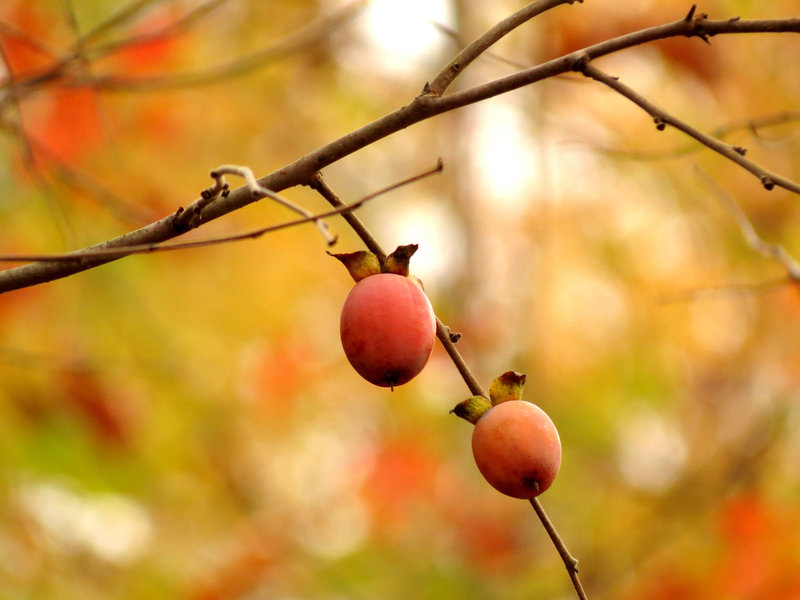 American Persimmon.