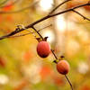 American Persimmon.