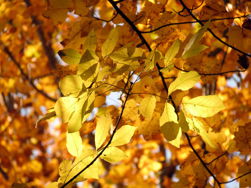 Ash leaves.