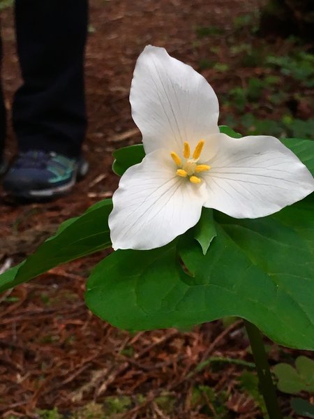 Trillium flowers in bloom, early springtime