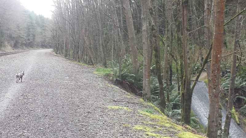 First 1.6 miles uphill on packed gravel: tracks on left, creek on right.